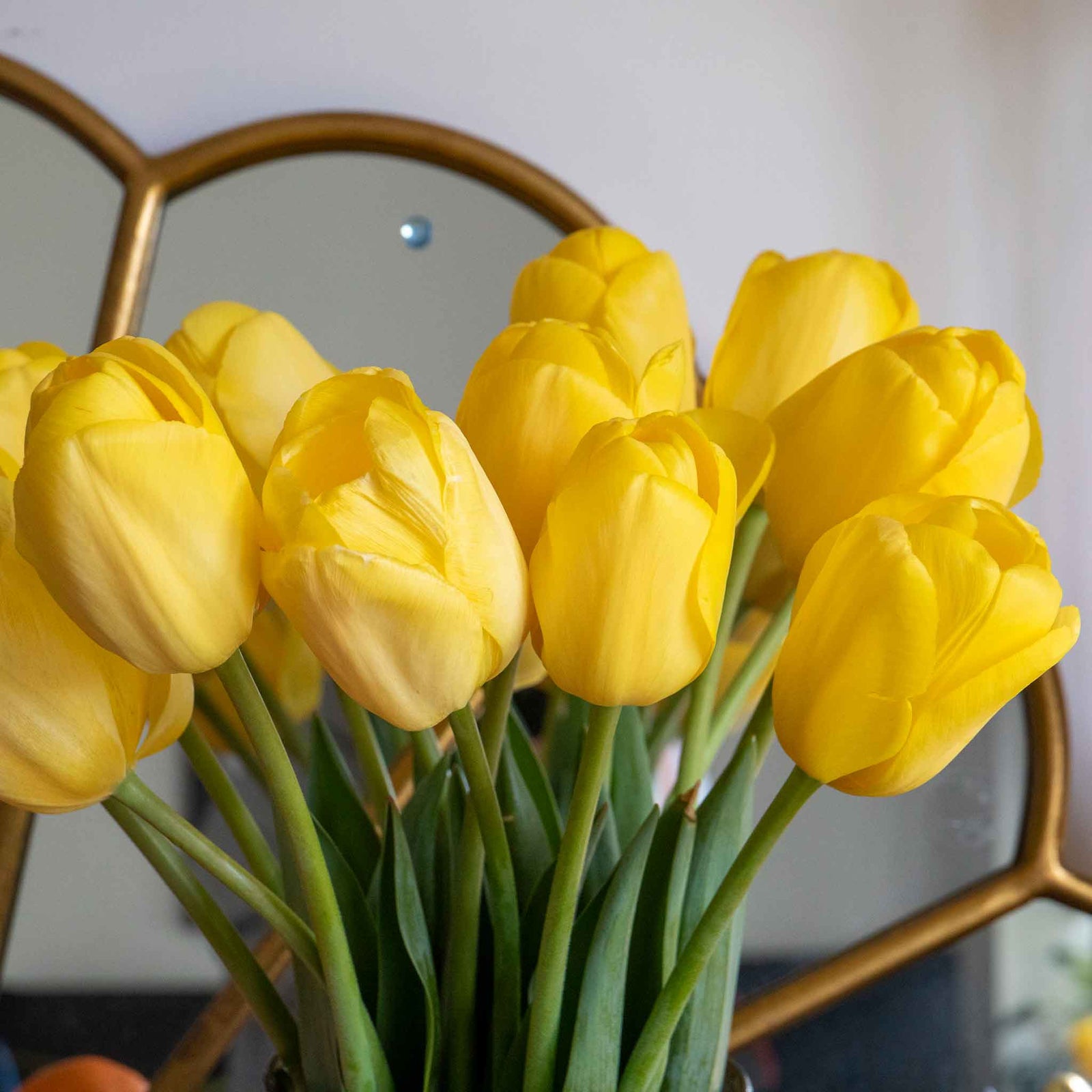 Tulip World Friendship — Primrose Yellow | 10 x Bulbs | Yellow