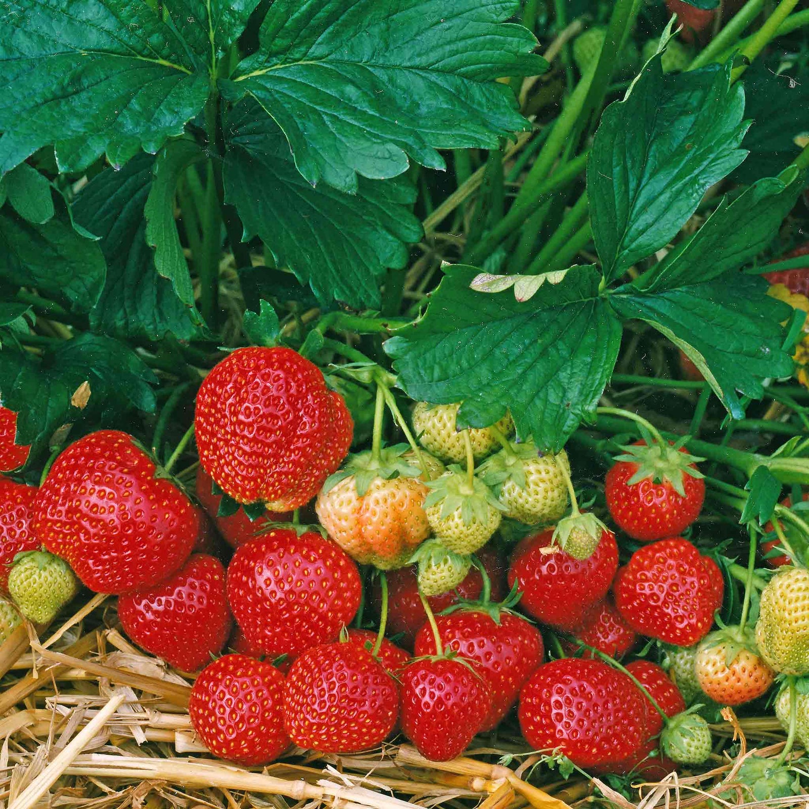 Elsanta Strawberry Plant - Main Season Red Fruits | 10 x Bare Root | Red