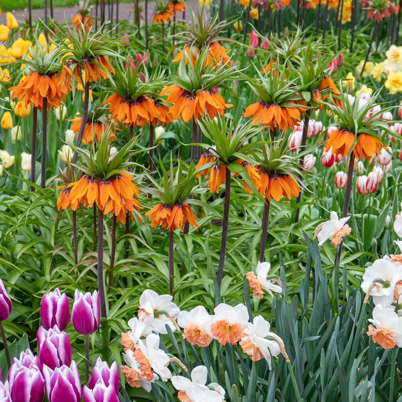 Fritillaria Imperialis 'rubra' (crown Imperial) - , Crimson Red | 3 x Bulbs | Crimson