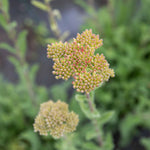 Achillea 'sassy Summer Sunset' 80cm 9cm | Set of 1