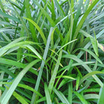 Carex Morrowii - 9cm Pots | 1 x 9cm | Green