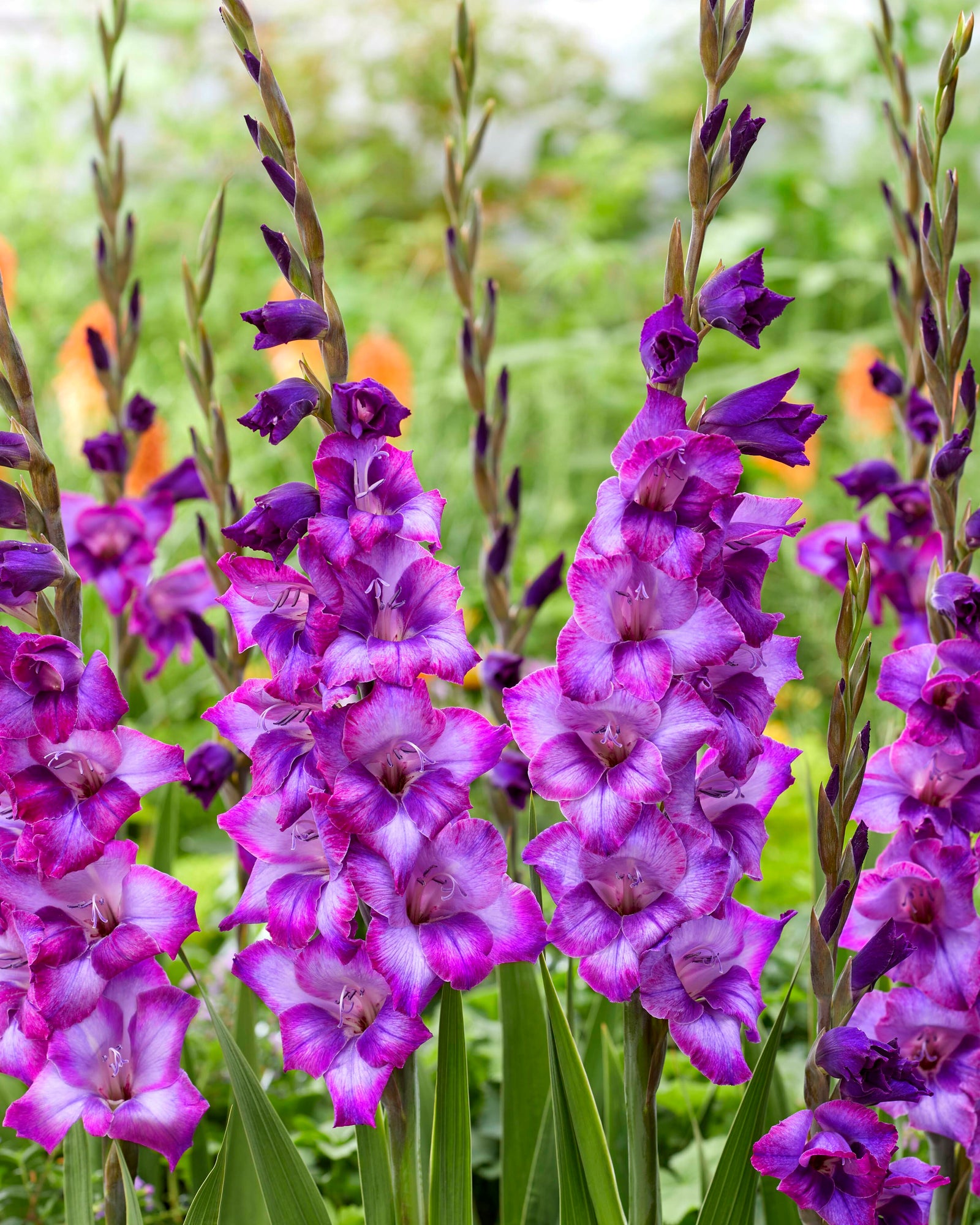 Gladioli Gladdies Trio | Set of 24