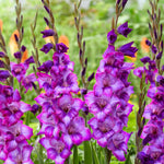 Gladioli Gladdies Trio | Set of 48