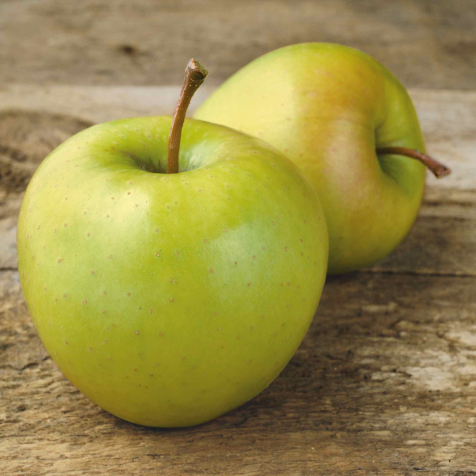 Patio Apple Tree Golden Delicious 1 M | 1 x2l