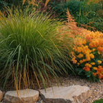 Fountain Grass - Pennisetum Alopecuroides 'hameln' - Height 20-30cm - ⌀23cm | Set of 1 | Green