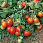 Red Alert F1 Cherry Tomato Seeds - Extra-early Compact | 25 Seeds
