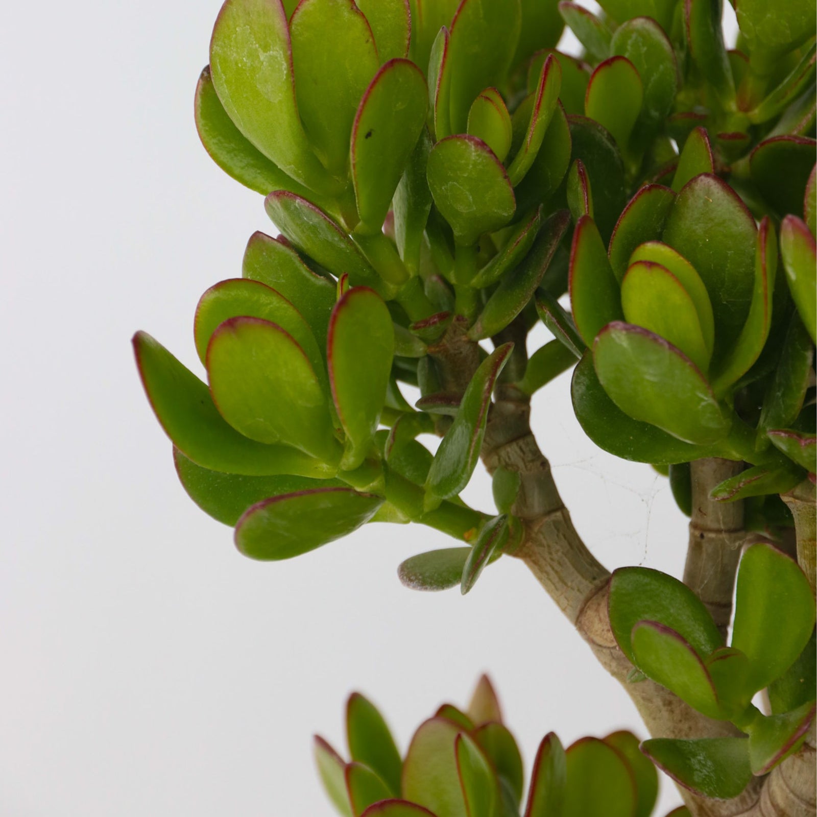 Jade Plant - Crassula Ovata 'minor' - Height 60-65cm - ⌀30cm | Set of 1 | Green