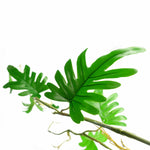 100cm Artificial Trailing Hanging Philodendron Small  Plant Realistic