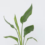 Bird Of Paradise - 6 Pcs. - Strelitzia Reginea - Height 25-40cm - ⌀9cm | Set of 6 | Orange