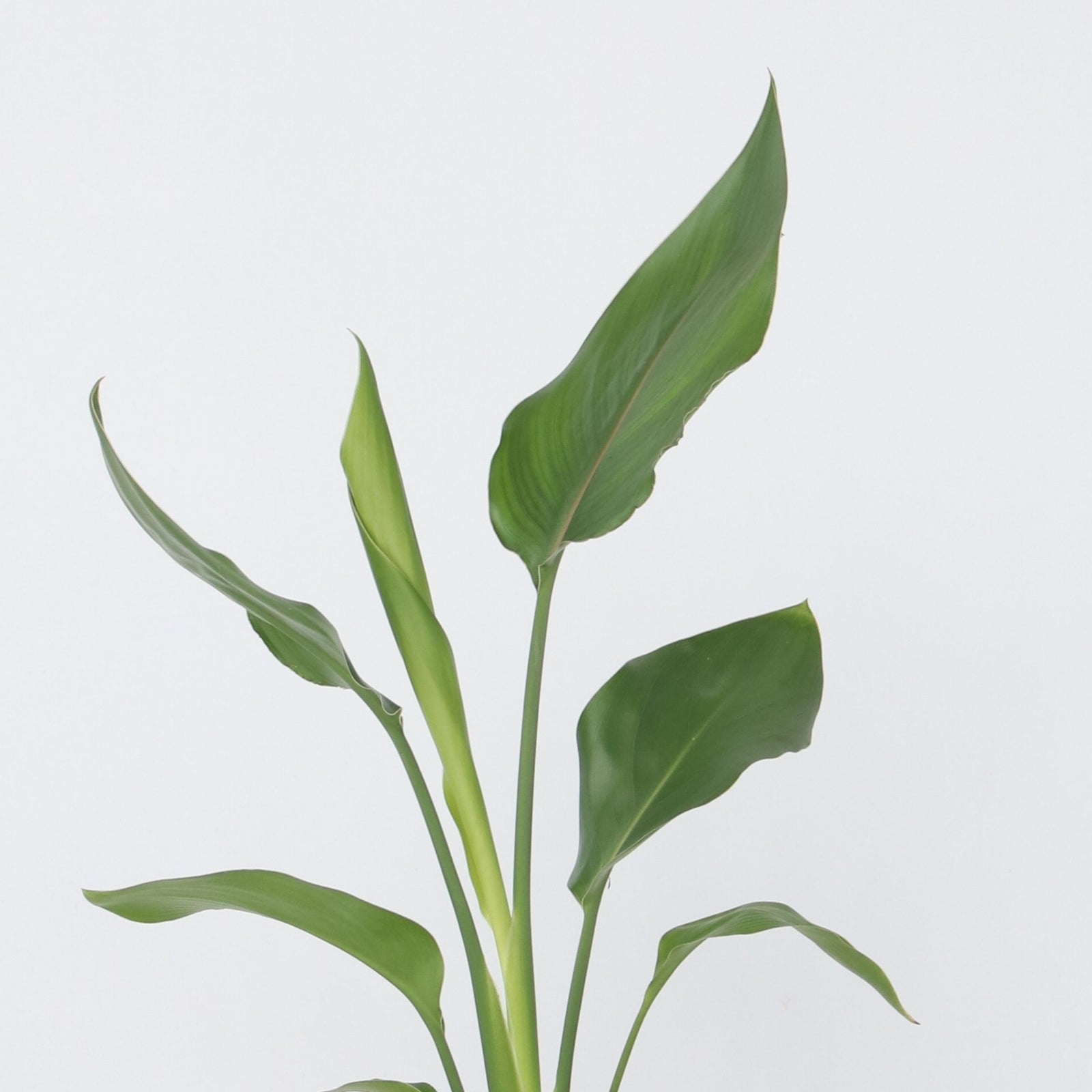 Bird Of Paradise - 3 Pcs. - Strelitzia Reginea - Height 25-40cm - ⌀9cm | Set of 3 | Orange