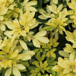 Choisya Sundance Fragrant Evergreen Garden Shrub Plants Pack Of 3