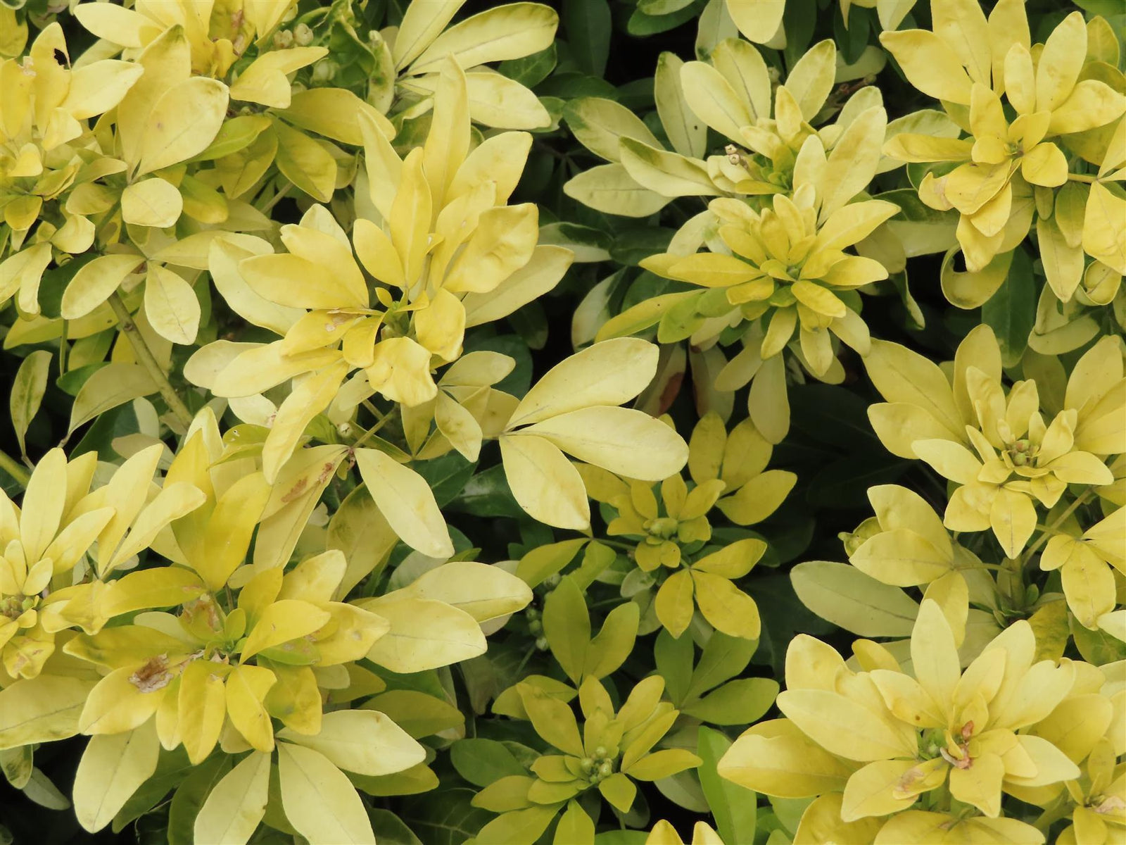 Choisya Sundance Fragrant Evergreen Garden Shrub Plants Pack Of 3