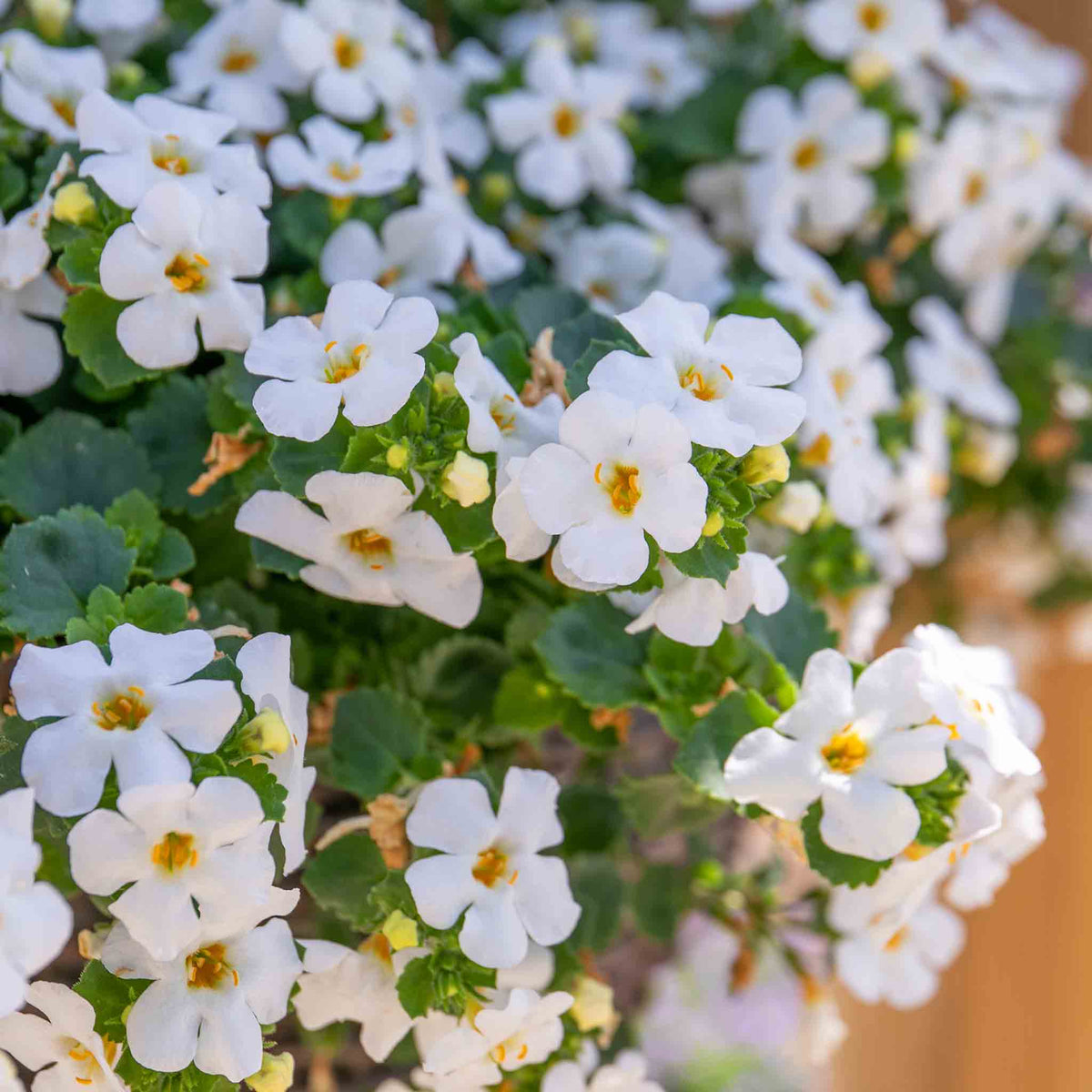 Bacopa 'megacopa White' - Extra-large White Flowers | 12 x Plug Plants | White