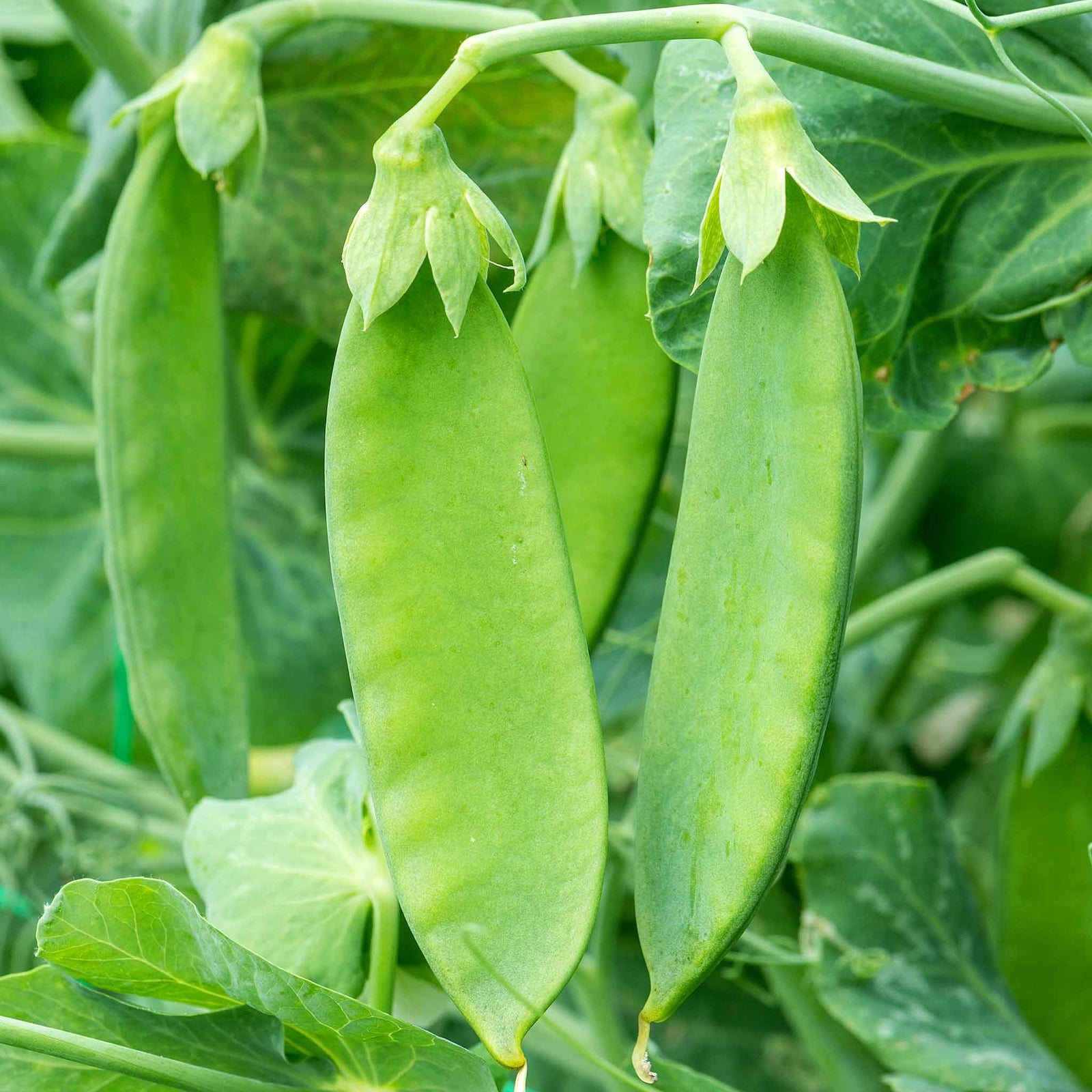 Mangetout Pea 'snow Wind' Garden Ready Plants | 12 x Garden Ready Plugs | Green