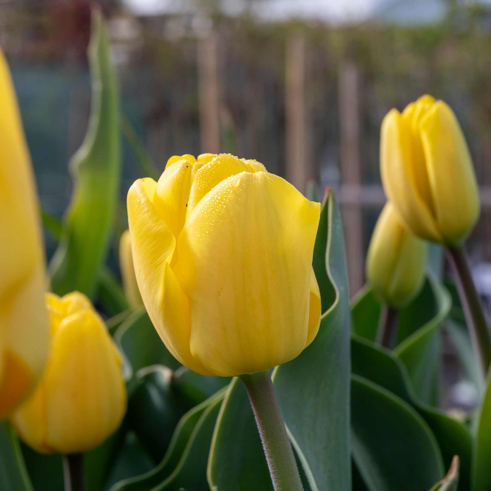 Tulip World Friendship — Primrose Yellow | 10 x Bulbs | Yellow
