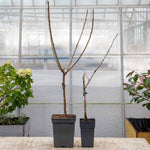Cherry Tree 'van' (patio Sweet Dessert Cherry) | 1 x 2L | Red