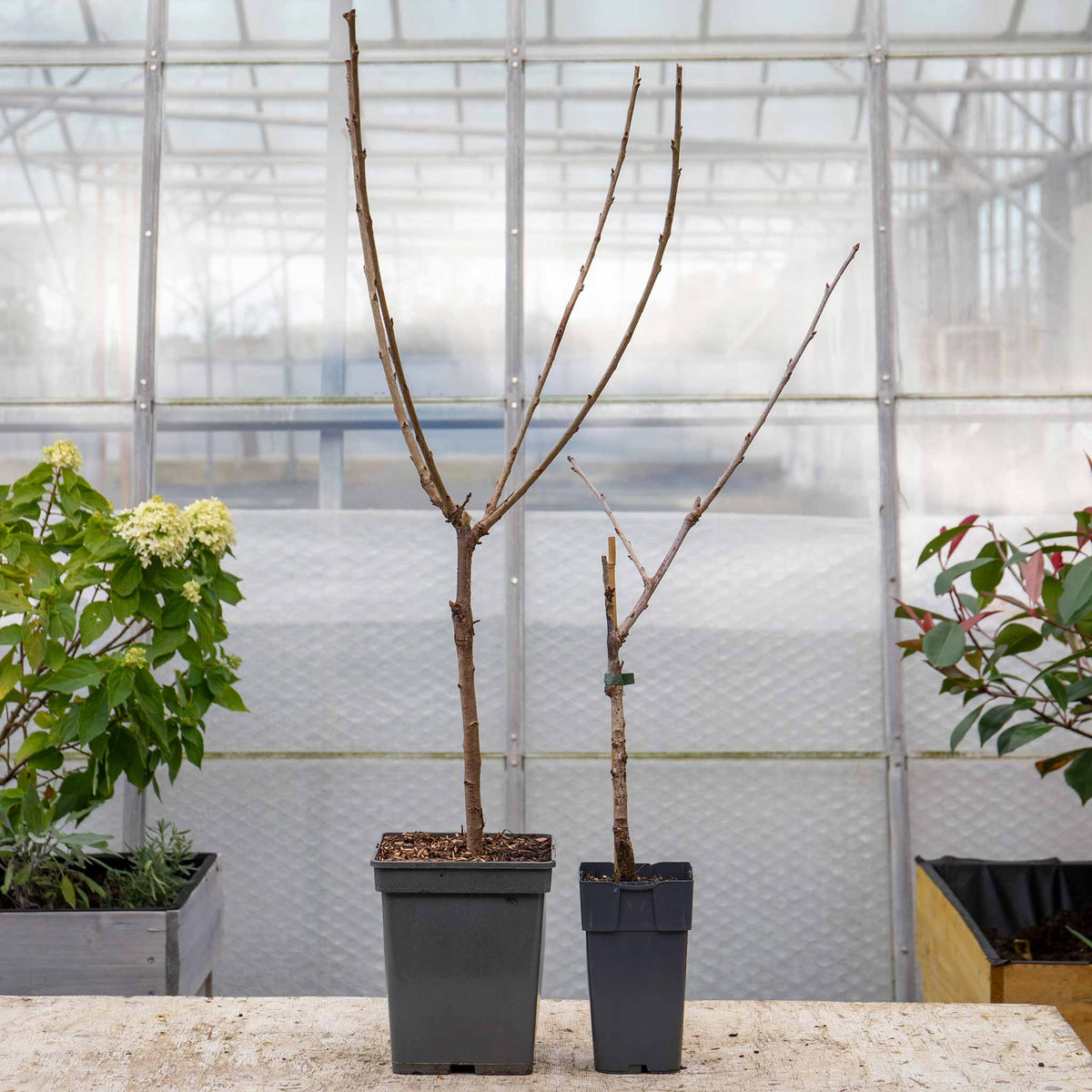 Cherry Tree 'van' (patio Sweet Dessert Cherry) | 1 x 2L | Red
