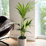 Kentia Palm - Howea Forsteriana - Height 90-100cm - ⌀18cm | Set of 1 | Green