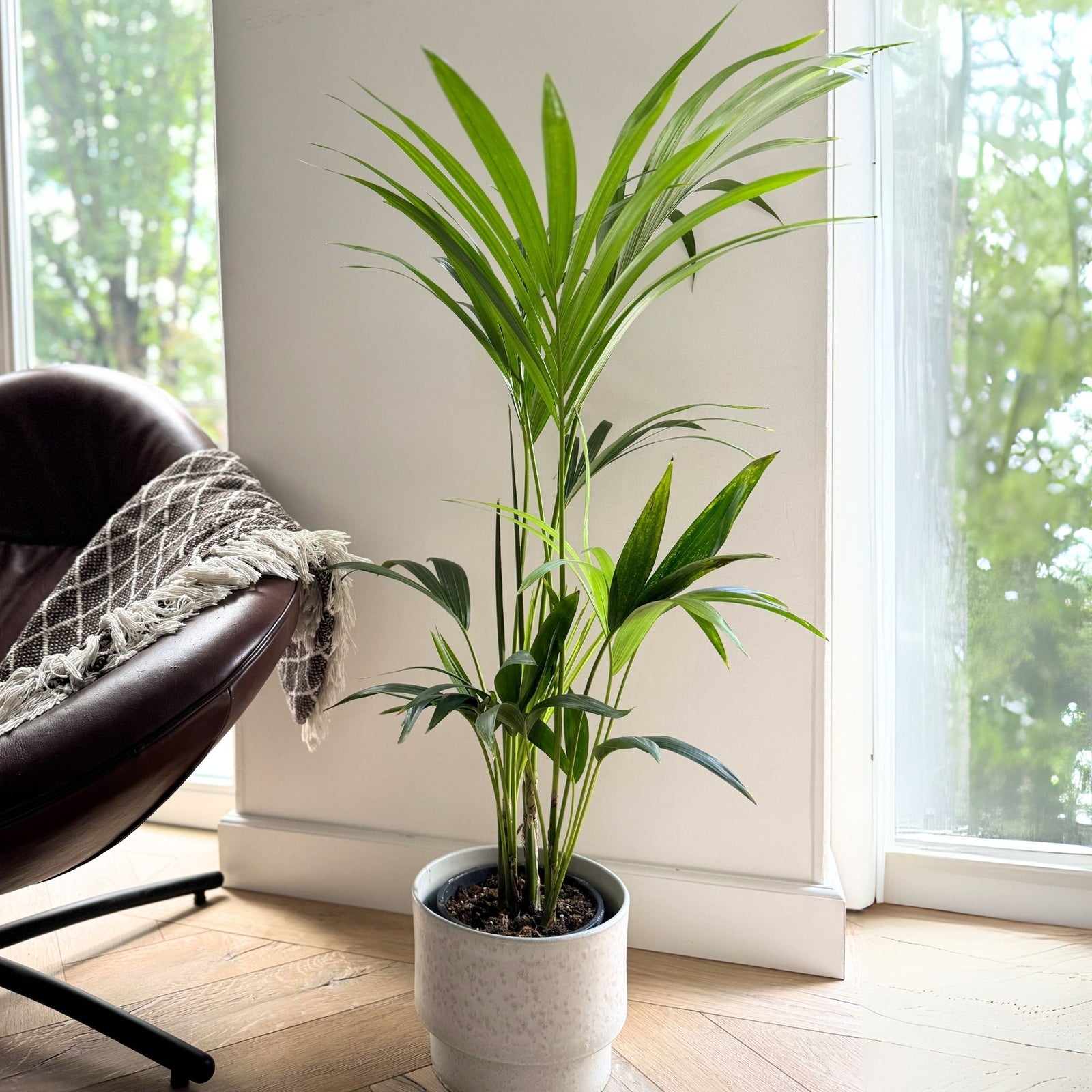 Kentia Palm - Howea Forsteriana - Height 90-100cm - ⌀18cm | Set of 1 | Green