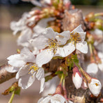 Prunus 'snow Showers' Weeping Flowering Cherry | 1 x Bare Root | Snow White