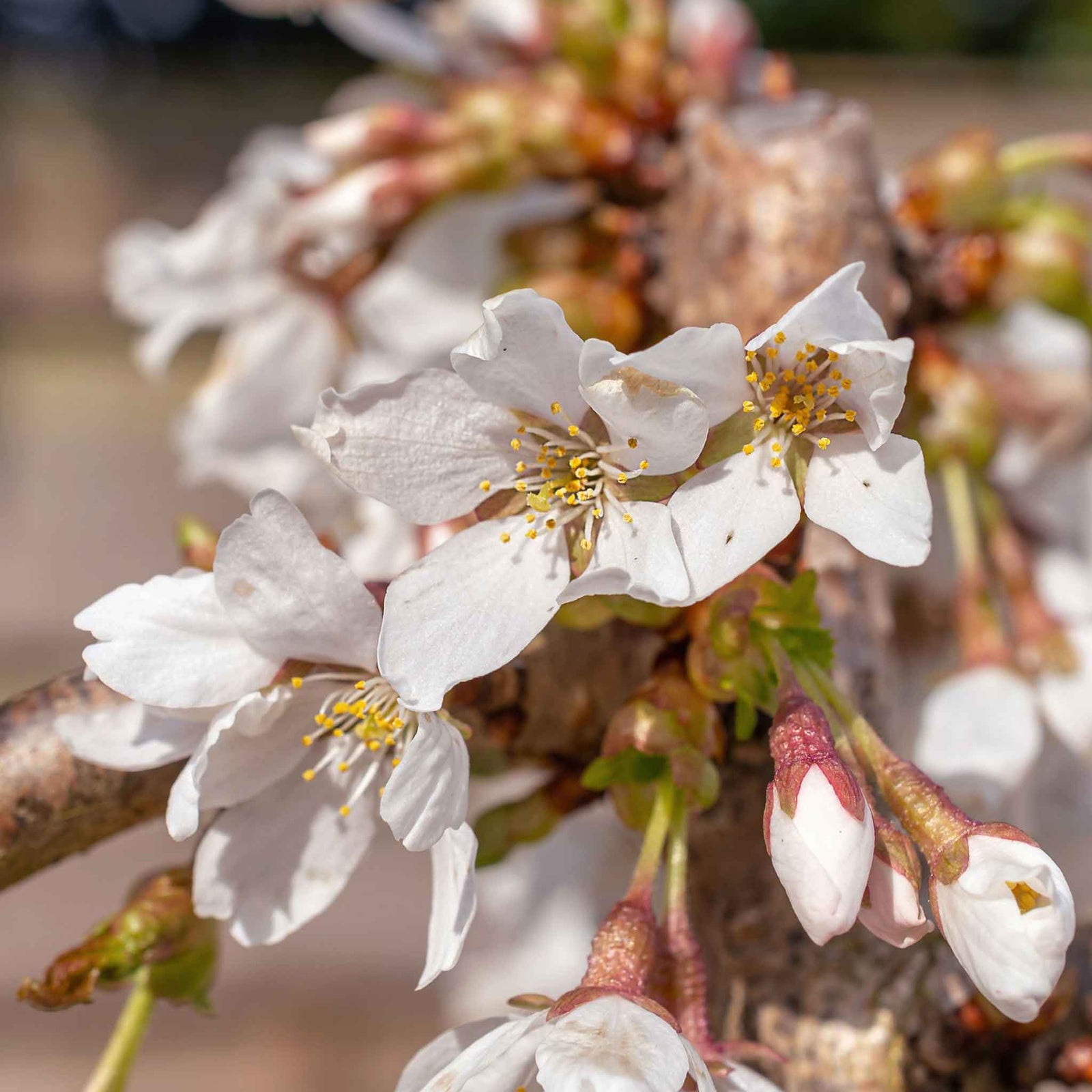 Prunus 'snow Showers' Weeping Flowering Cherry | 1 x Bare Root | Snow White