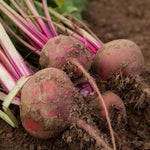 Chioggia Beetroot Seeds | 250 Seeds