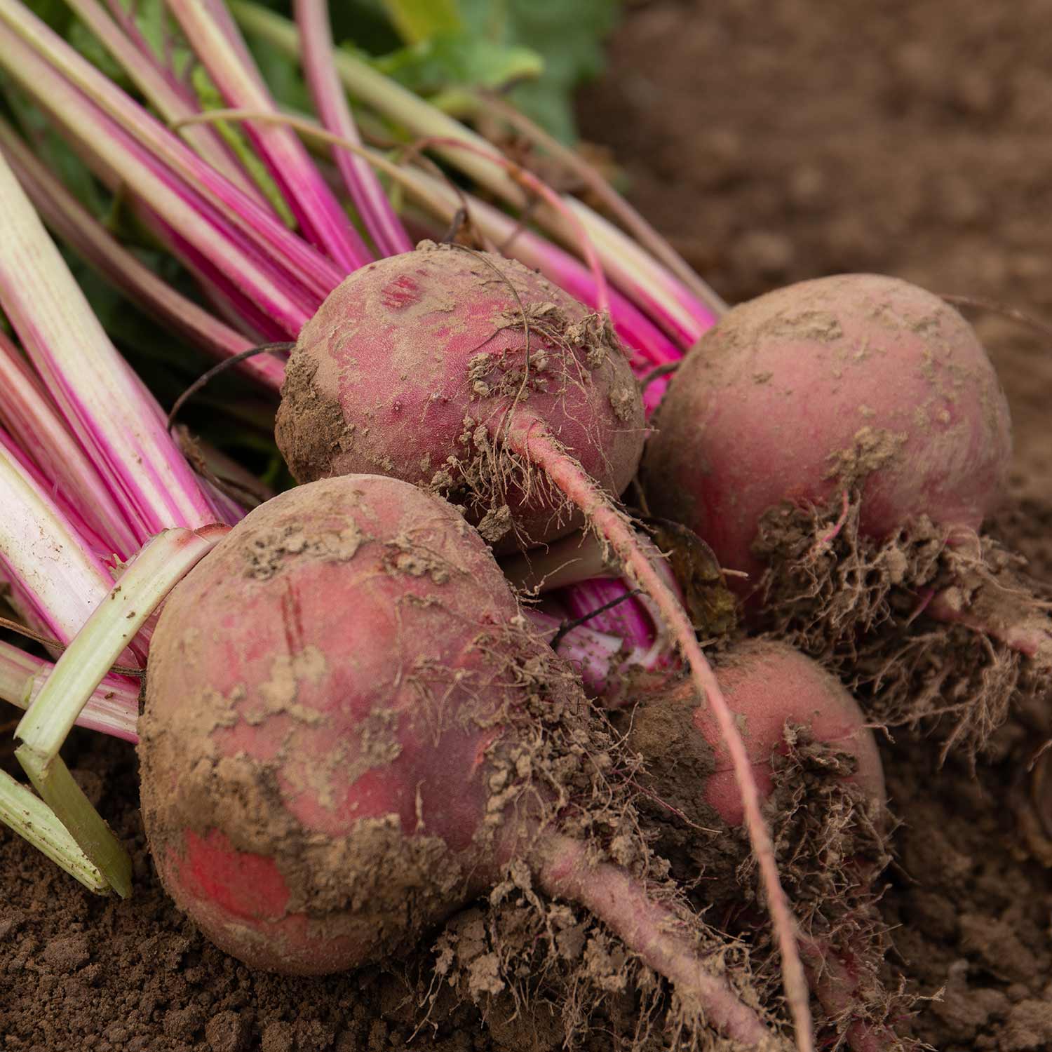Chioggia Beetroot Seeds | 250 Seeds