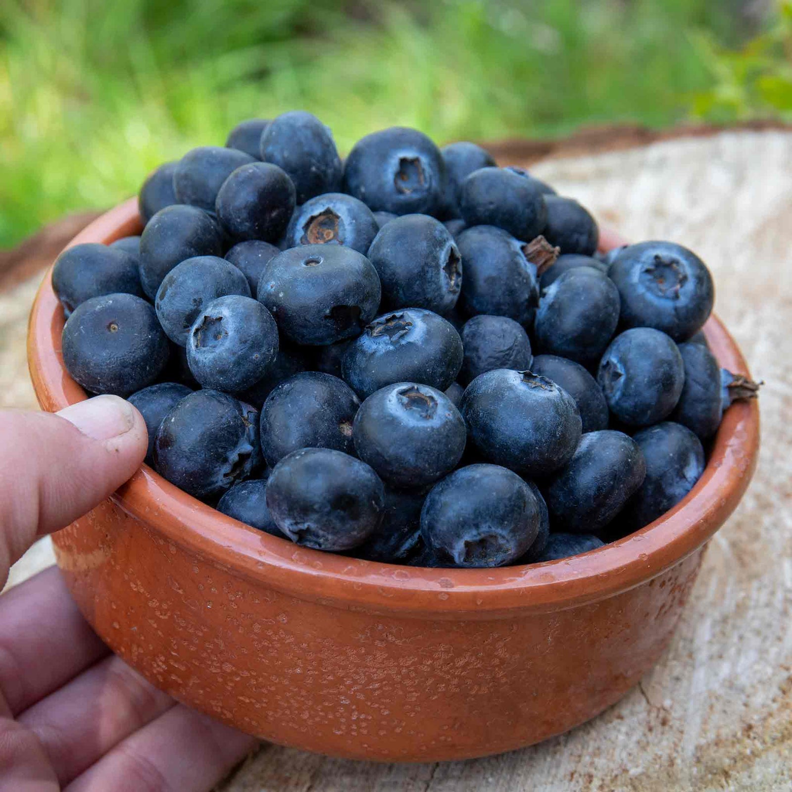 Blueberry Plant 'goldtraube' — Late-season, Self-fertile, Sweet Berries | 5l