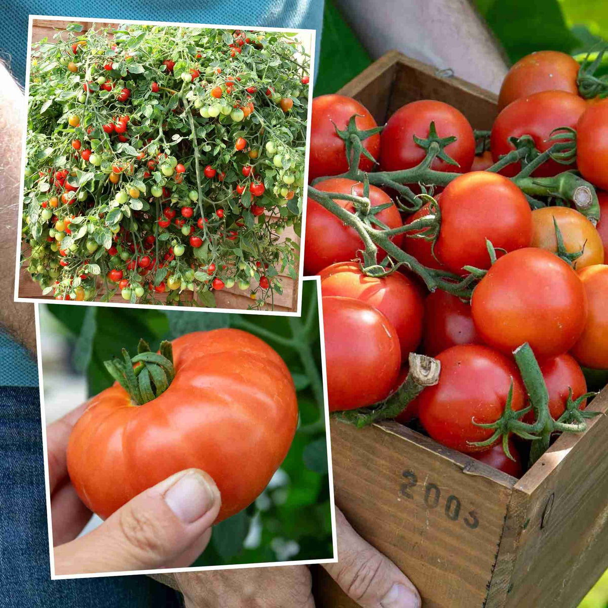 Outdoor Tomato Collection – 3 Varieties (paoline, Tumbling Tom, Super Marmande) Jumbo Plugs | Set of 6 | Red