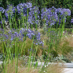 Agapanthus 'blue' | Set of 2 | Blue