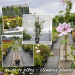 Passiflora 'constance Elliot' 3l Climbing Passion Flower White | Set of 1 | Green & White