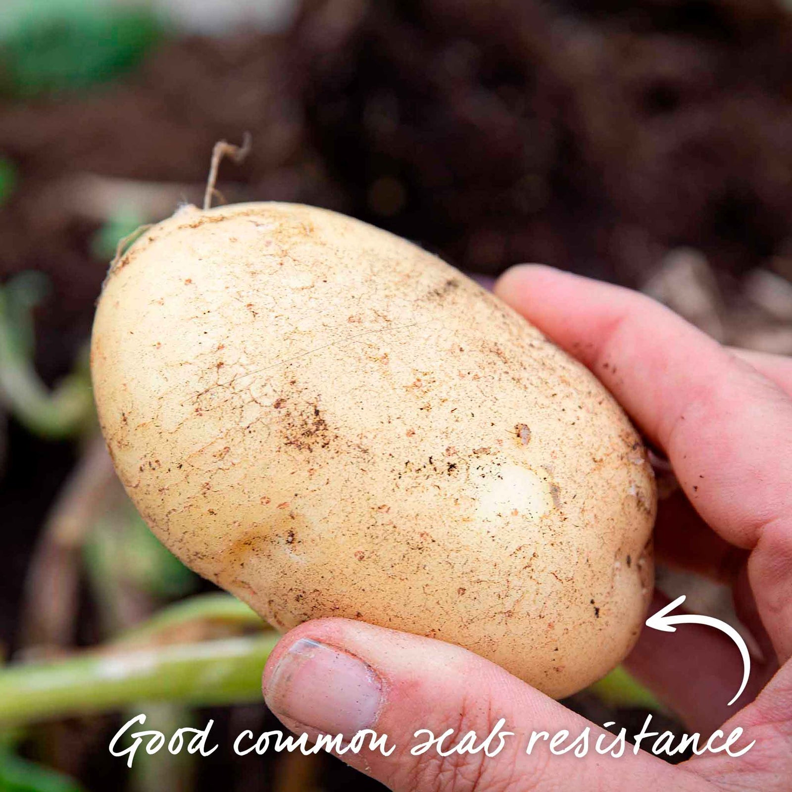 Seed Potato Foremost — Very Early, Rhs Recommended