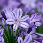 Agapanthus 'poppin Star' Purple Perennial 50cm | 1 x 9cm | Purple