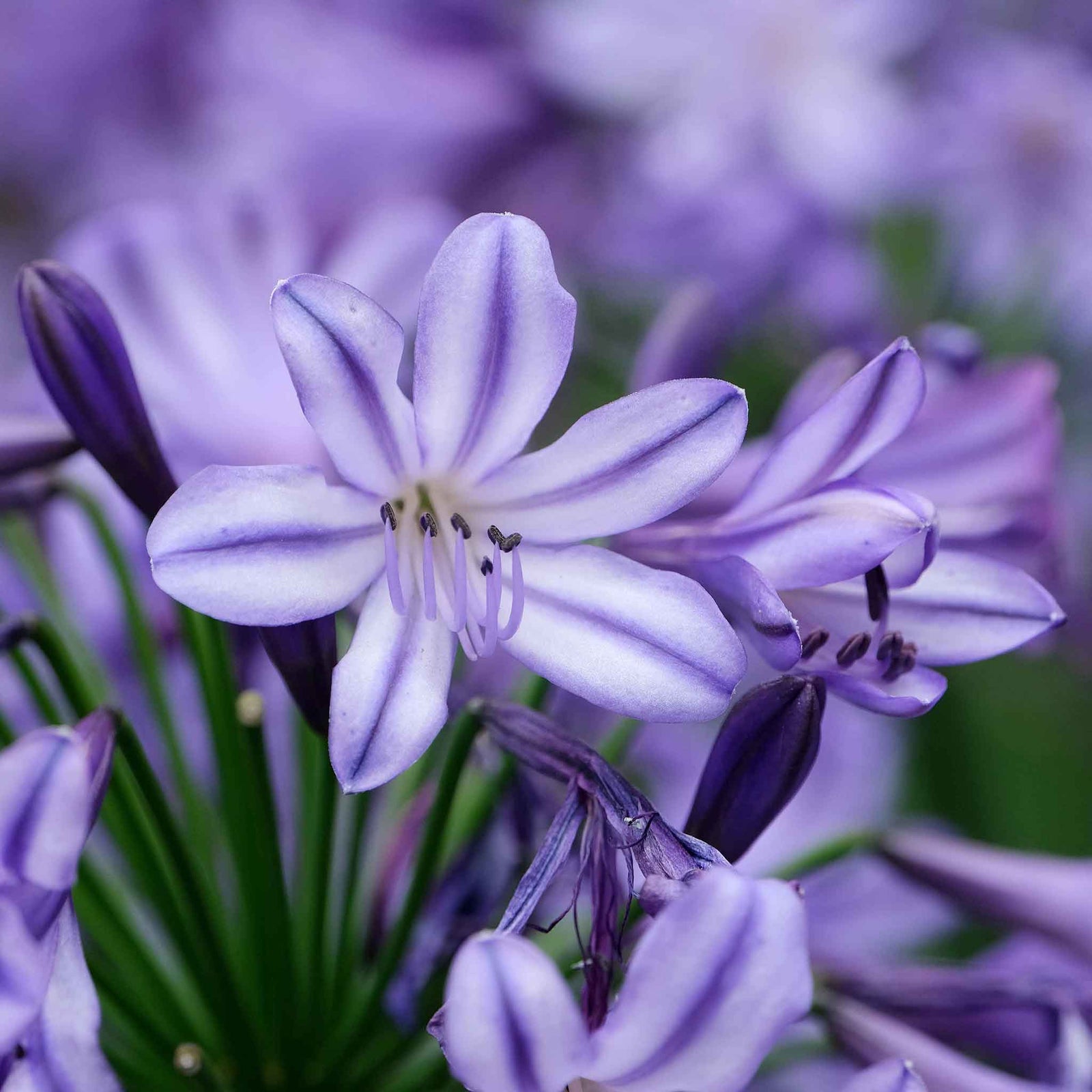 Agapanthus 'poppin Star' Purple Perennial 50cm | 1 x 2L | Purple