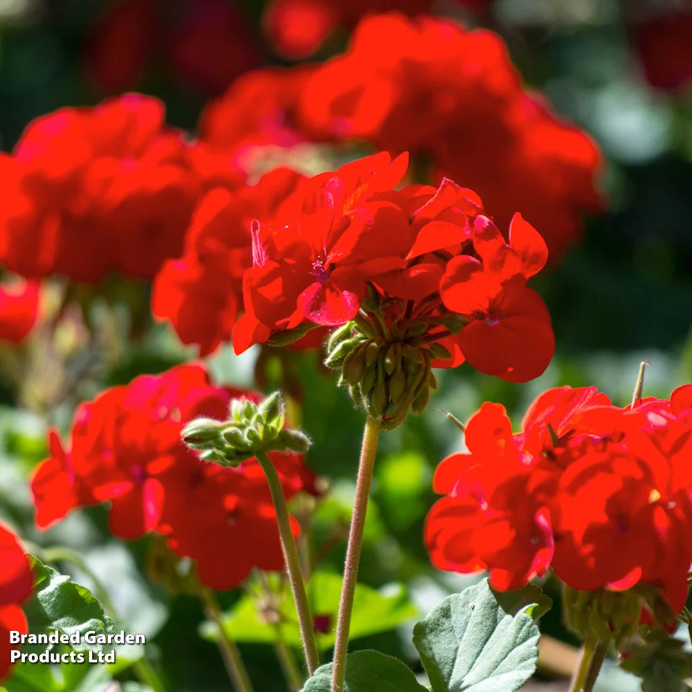 Geranium Best Red Garden Ready Plants | 12 x Garden Ready Plants