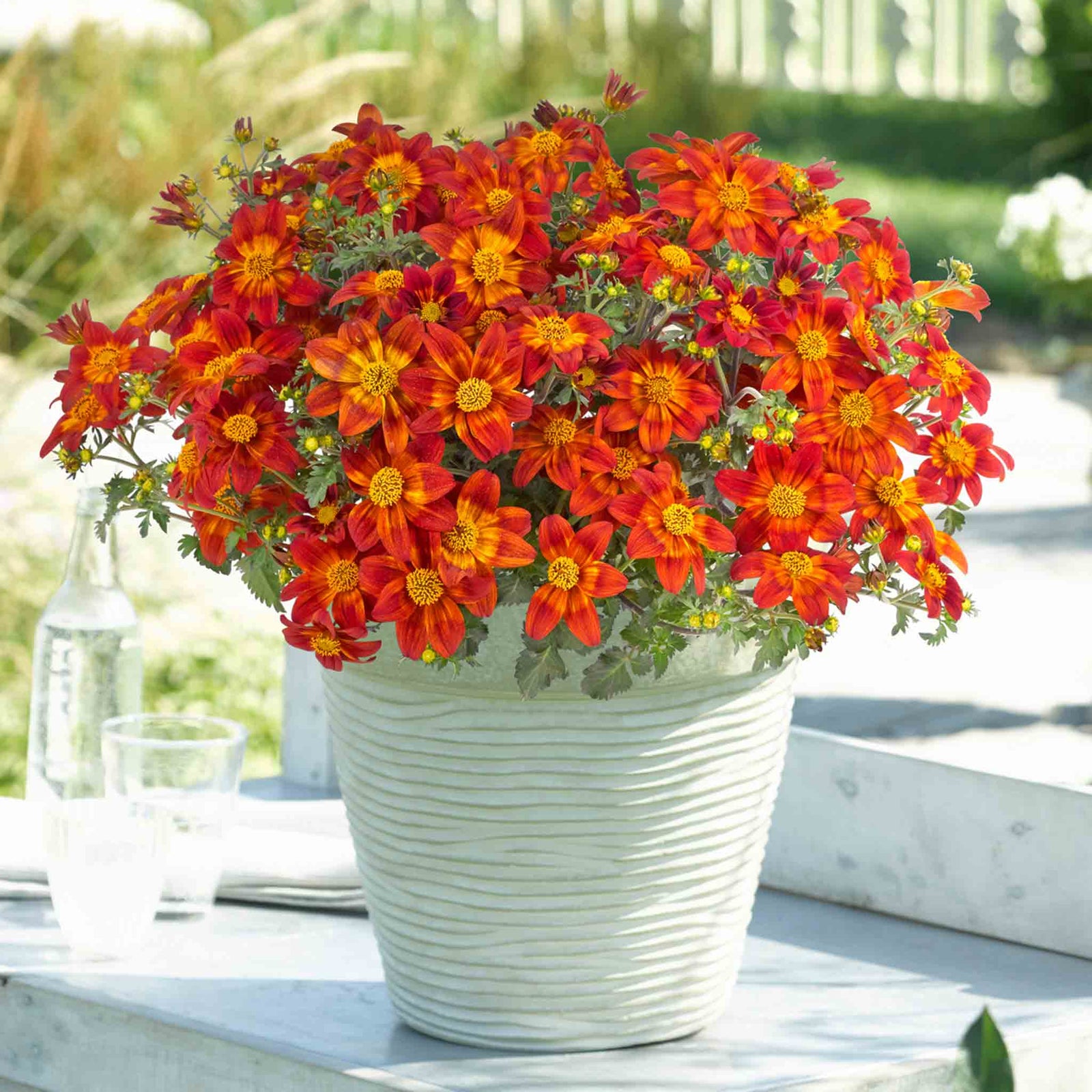 Bidens 'bee Happy Red Improved' Trailing Red Bedding Plant | 12 x Plug Plants | Red