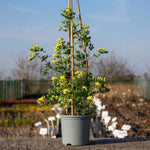 Coronilla 'glauca Citrina' - Evergreen Shrub With Scented Pale Lemon Flowers | 1 x 9cm