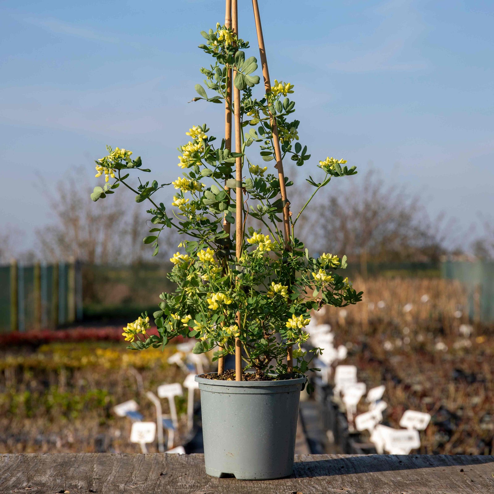 Coronilla 'glauca Citrina' - Evergreen Shrub With Scented Pale Lemon Flowers | 3 x 9cm
