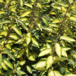 Elaeagnus Maculata Limelight Evergreen Shrub, 30-40cm Plant In A 3 Litre Pot