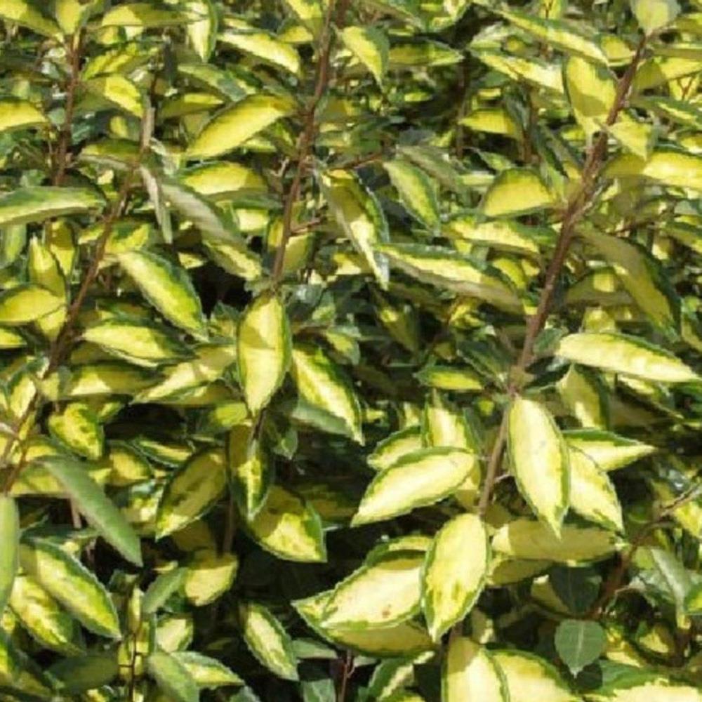 Elaeagnus Maculata Limelight Evergreen Shrub, 30-40cm Plant In A 3 Litre Pot