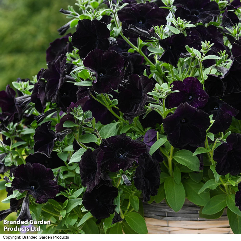 Easy Wave Navy Velour Petunia Garden Ready Plants - Deep Blue-purple Groundcover | 48 x Garden Ready Plants