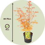 Japanese Maple - Acer Palmatum 'Katsura' - Height 60-70cm - ⌀19cm | Set of 1 | Orange