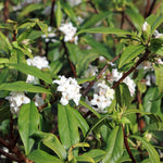 Daphne Transatlantica Eternal Fragrance - Supplied In A 9cm Pot