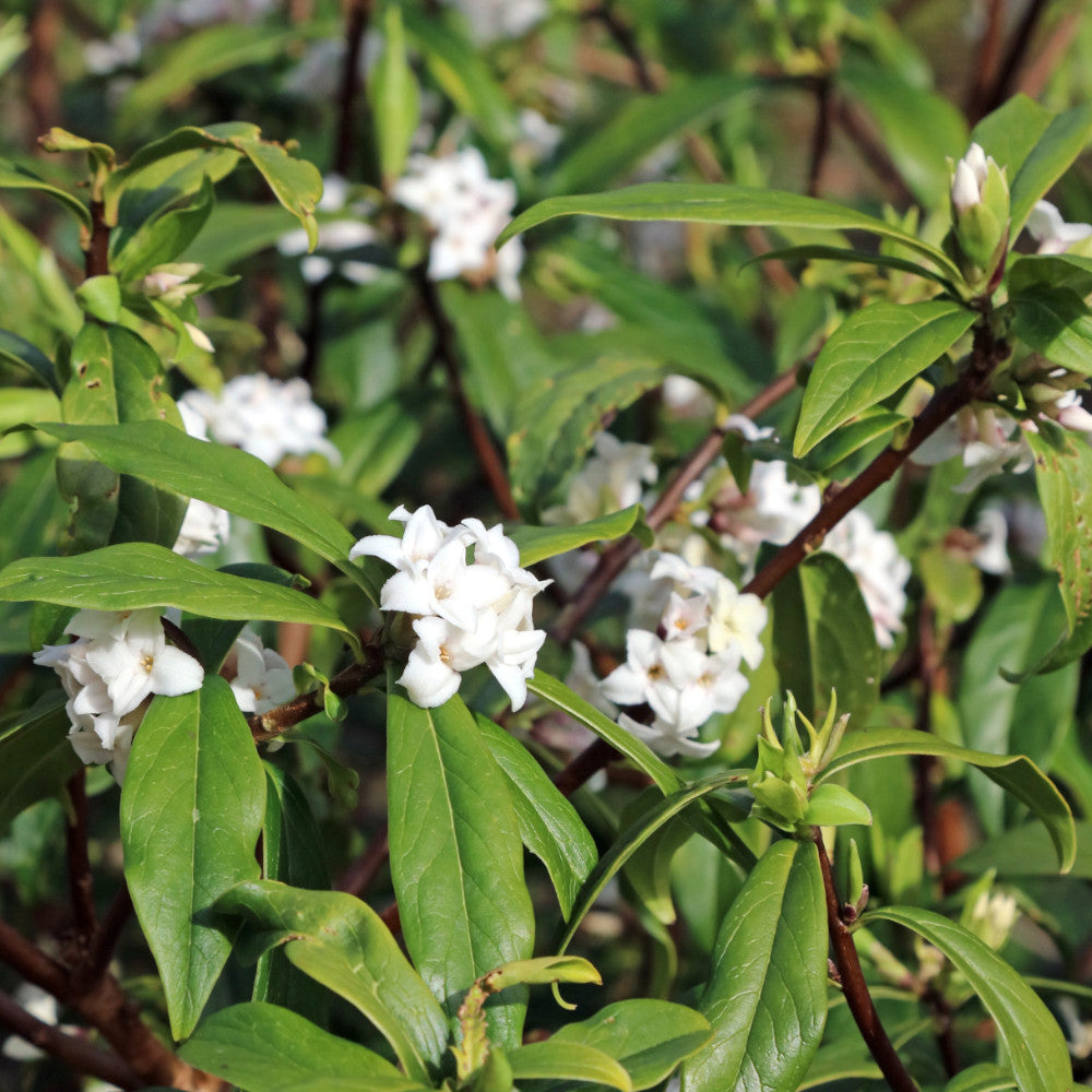 Daphne Transatlantica Eternal Fragrance - Supplied In A 9cm Pot
