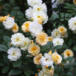 Rosa 'ghislaine De Feligonde' - Bare Root Plants | 2 x Bare Roots | Cream