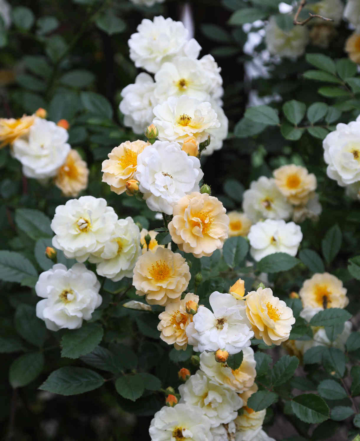Rosa 'ghislaine De Feligonde' - Bare Root Plants | 2 x Bare Roots | Cream