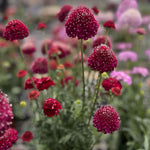 Scabious 'scoop Collection' - Purple, Raspberry And Blackberry Plug Plants | 12 x Plug Plants | Red