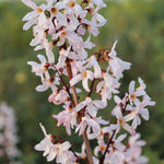 Abeliophyllum Distichum Roseum - Pink Forsythia Set Of 3 In 9cm Pots