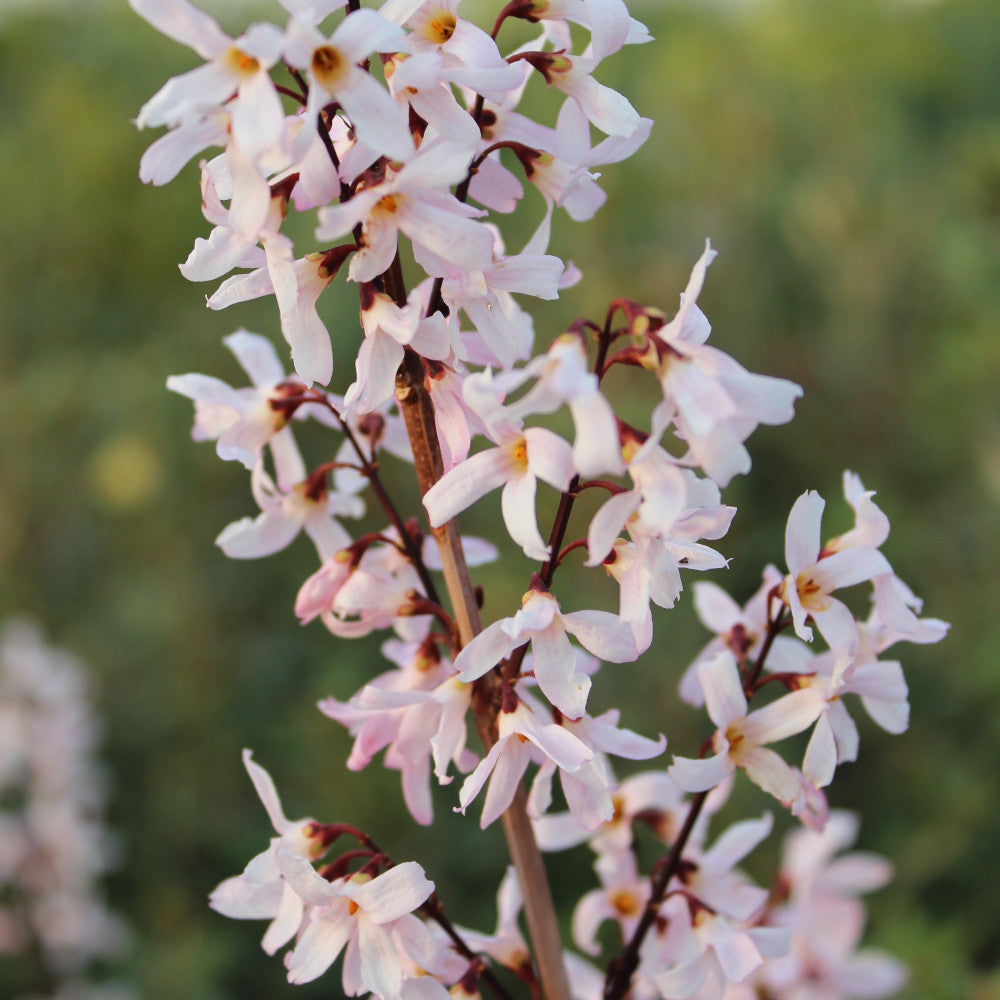 Abeliophyllum Distichum Roseum - Pink Forsythia Set Of 3 In 9cm Pots