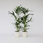 Kentia Palm - 2 Pcs. - Howea Forsteriana - Height 90-100cm - ⌀18cm | Set of 2 | Green